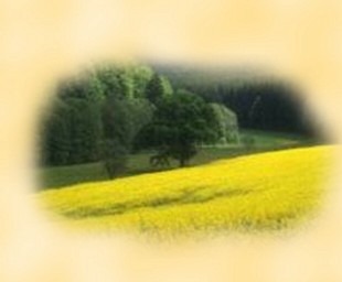 Hintergrund - Blick in die Natur